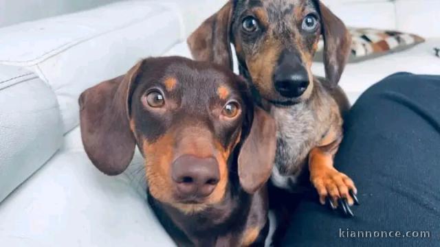 Chiots teckels a vendre 