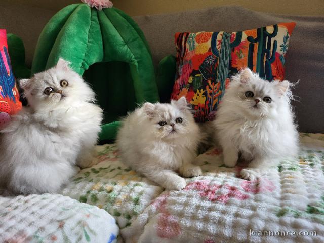 Annonces chaton persan disponible pour adoption 