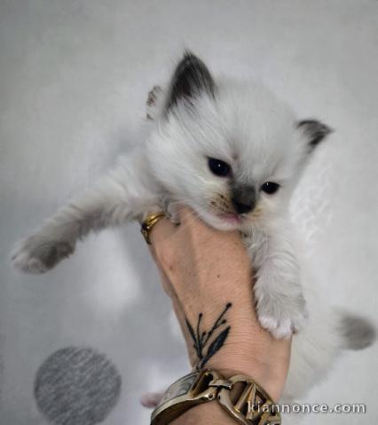 Dons bébé chatons ragdoll femelle 