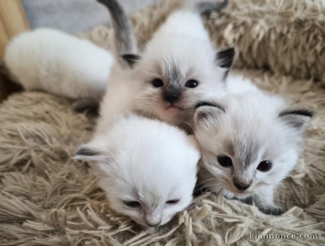 Magnifique chaton ragdoll disponible 