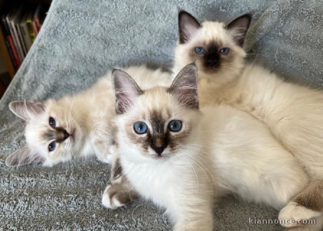 Je donne chaton sacré de brimanie mâle et femelle 