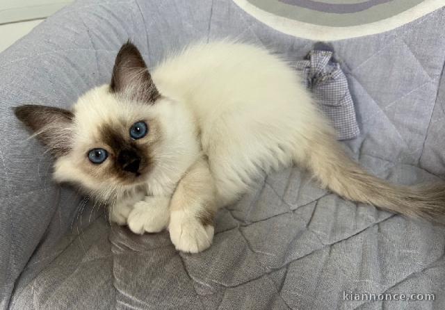 Chaton sacré de brimanie mâle a donner 