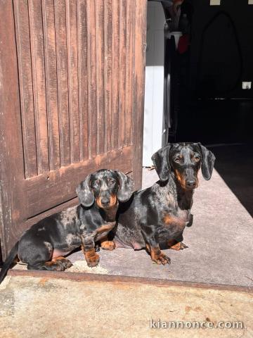 Dons chiots teckels disponible 