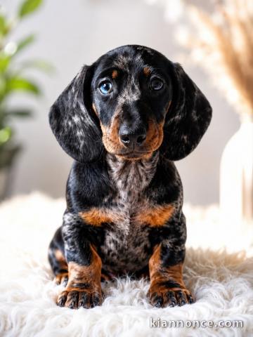 Chiots teckels à adopter agés de 3 mois 