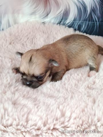 Chiots chihuahua femelle a donner 