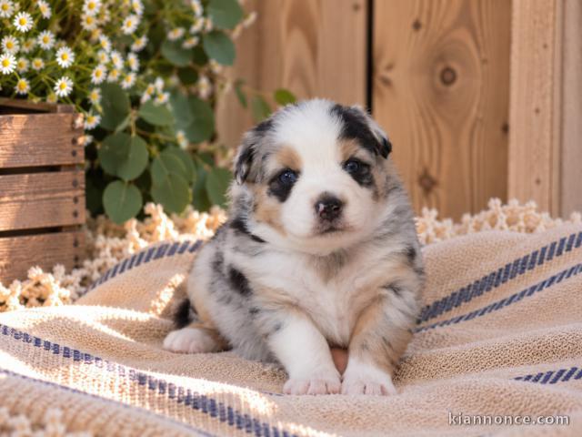 Chiots berger américain à adopter 