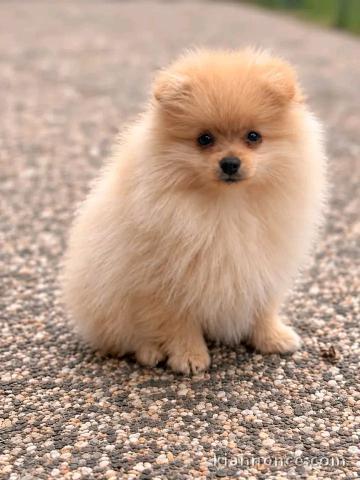 Magnifique chiots Spitz nain Poméranien a cédé 