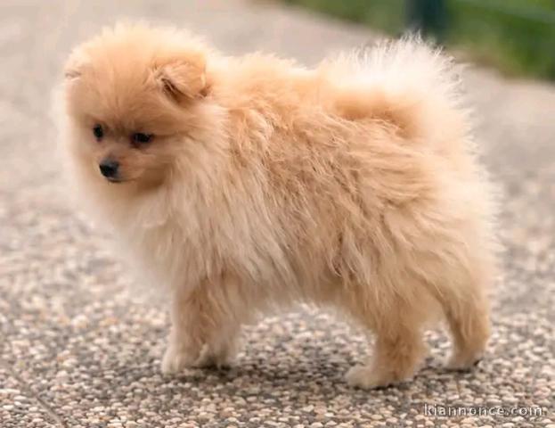 Chiot spitz nain femelle disponible 