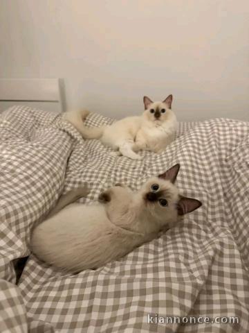 Je donne deux chatons ragdoll 