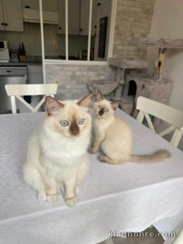 Adorable chaton ragdoll disponible 