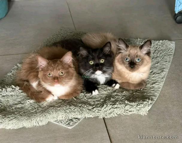 Je donne chaton ragdoll 