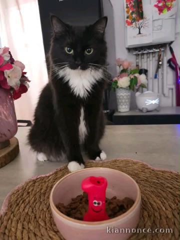 Chatons noir disponible pour adoption 