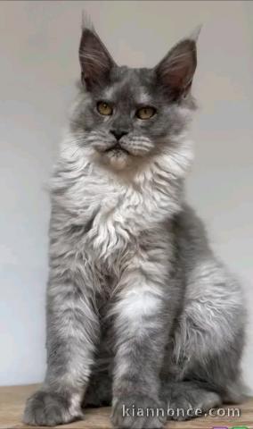 Chaton Maine coon bleu marine 