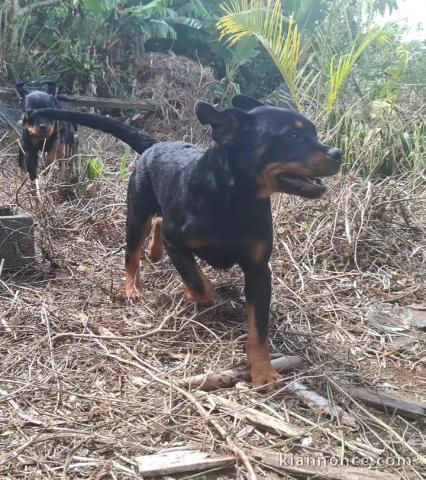 Chiots rottweiler pour adoption 