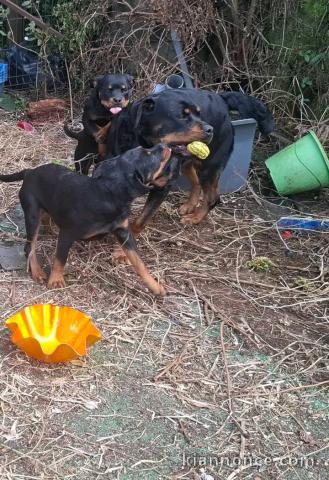 Je donne chiots rottweiler 