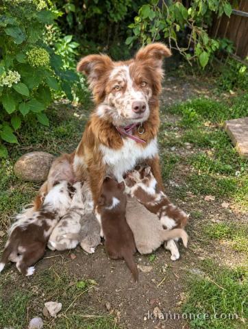 Dons chiots berger australien disponible 