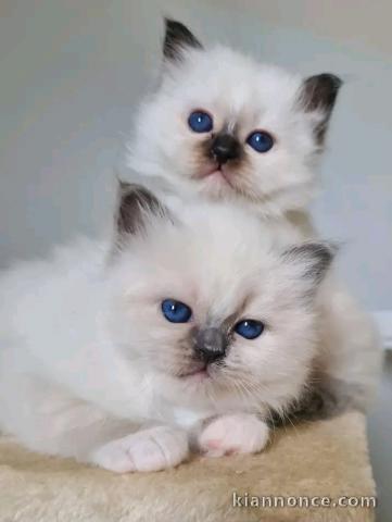 Deux chatons sacré de brimanie disponible intéressé veuillez me c