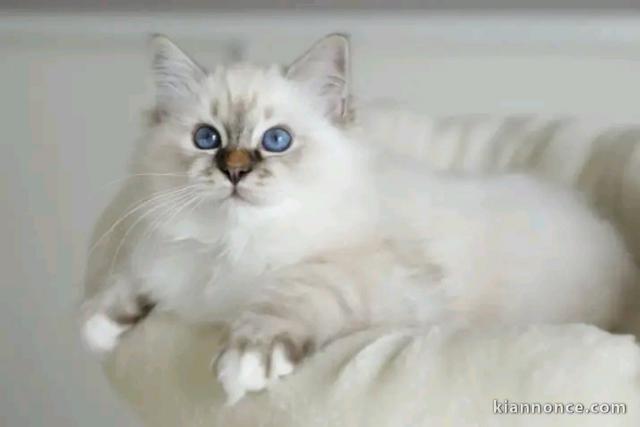 Chaton sacré de brimanie disponible 