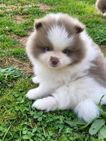 Chiots spitz nain mâle disponible 