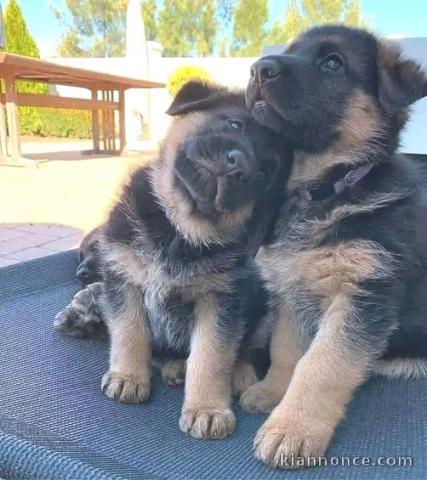 Je donne chiots berger allemand disponible 