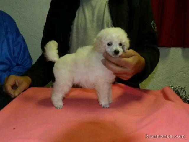 Chiots caniche disponible mâle 