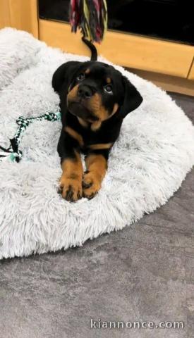 Adorable chiots rottweiler mâle a vendre 