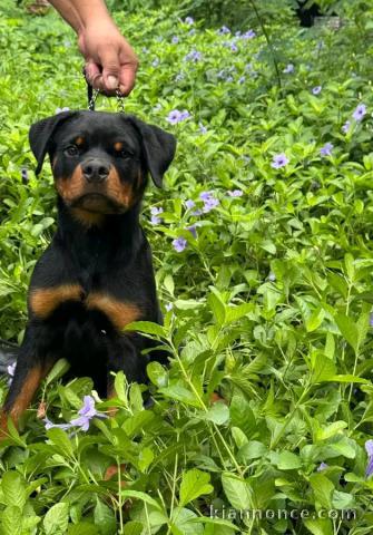 À adopter chiots rottweiler femelle 