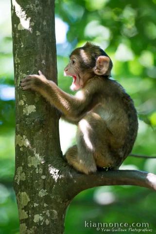 Adorable singe capucin a place 