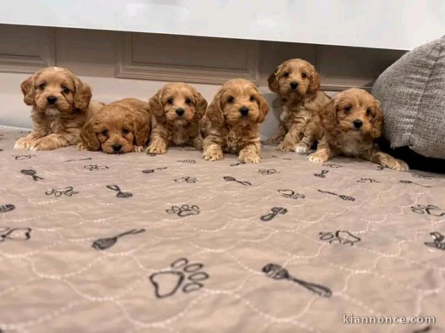 Chiots cockapoo pour adoption 