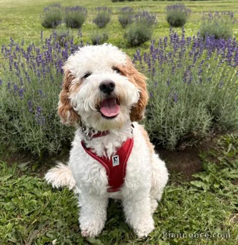 Magnifique chiots cockapoo femelle 