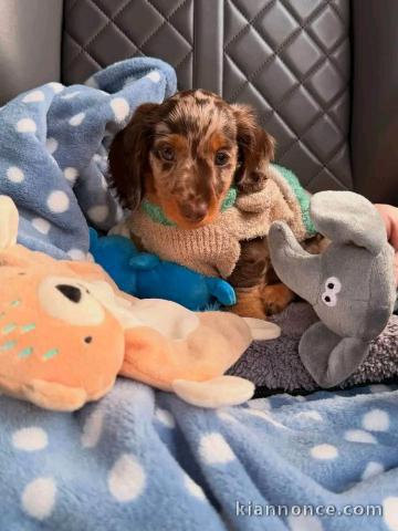 Je donne chiots teckels nain femelle 