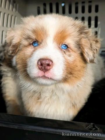 Chiots berger australien disponible mâle aux yeux bleus 