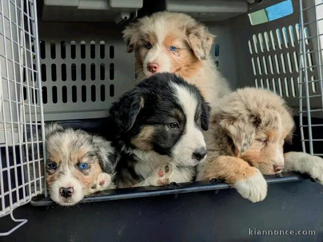 Annonces chiots berger australien 