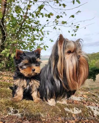 Chiots yorkshire terrier femelle 