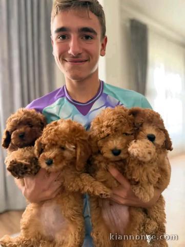 Chiots caniche disponible mâle 