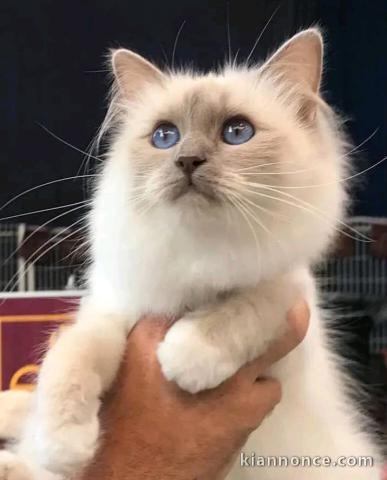 Magnifique chaton sacré de brimanie mâle 