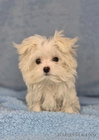 Chiots Bichon maltais adorable femelle 