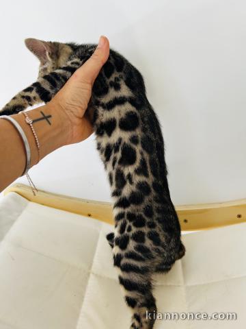 Bengals chaton adorable femelle 