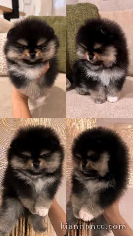 Chiots spitz nain disponible 