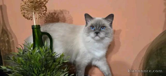 Magnifique chaton ragdoll disponible femelle 