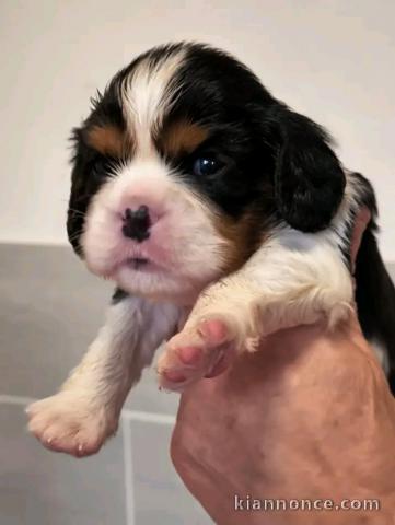 Je donne chiots cavalier King Charles disponible 