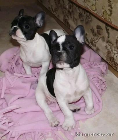Chiots bouledogue français mâle et femelle 