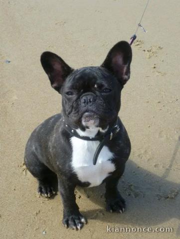 Adoption chiots bouledogue français mâle 