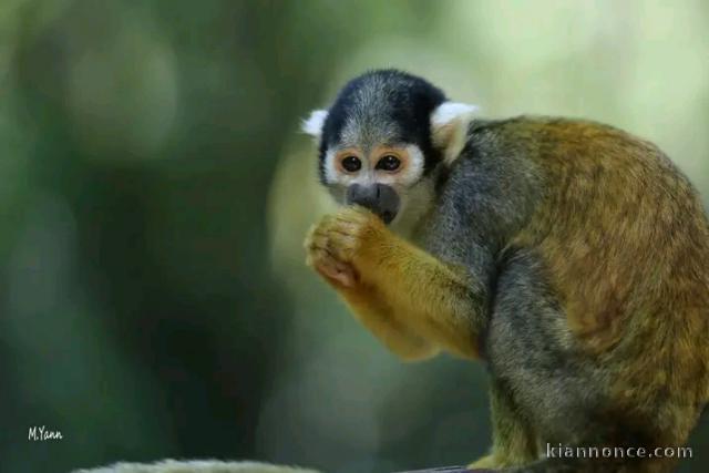 Singes capucin disponible 