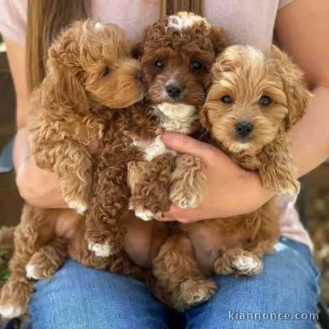 Magnifique chiots cockapoo mâle et femelle 