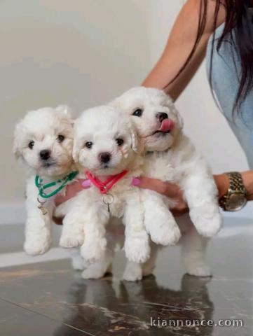 Adoption chiots Bichon frisé 