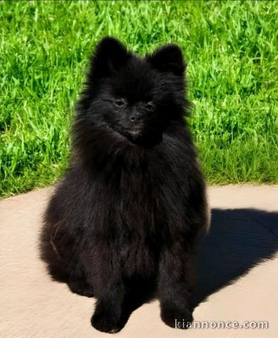 Chiots spitz nain noir disponible 