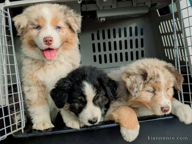 Annonces chiots berger australien 