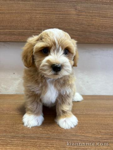 Bichon Havanais – magnifiques chiots