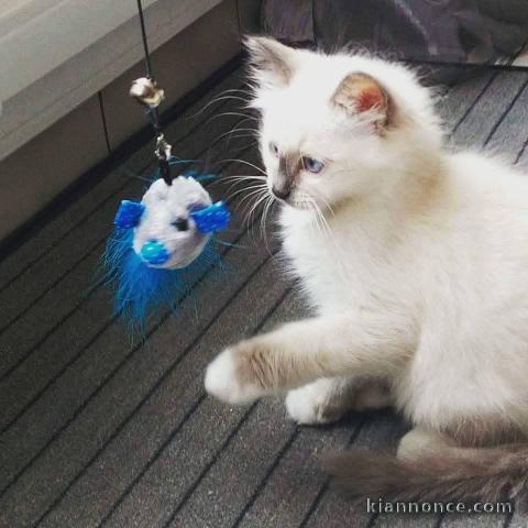 Dons bébé chaton sacré de brimanie mâle 